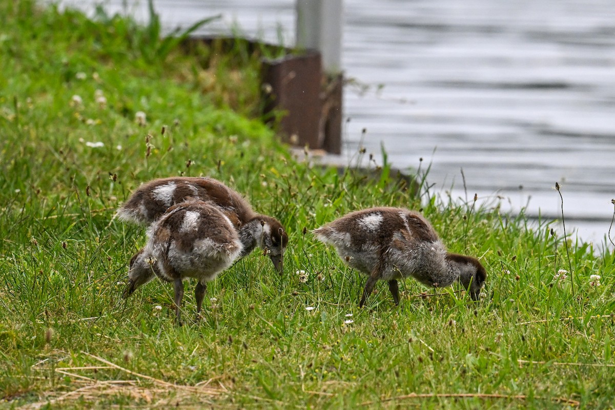 Egyptian Goose - ML638431137