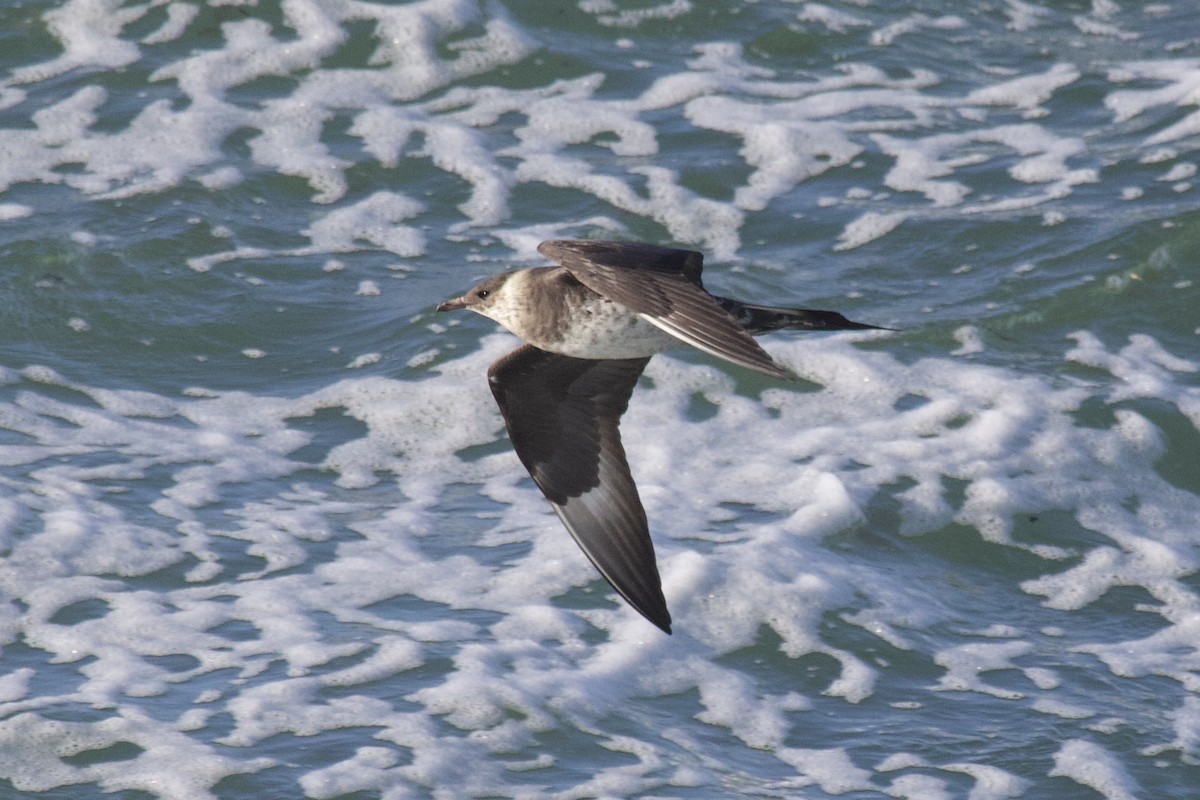 Годон хайлгана - ML638431154