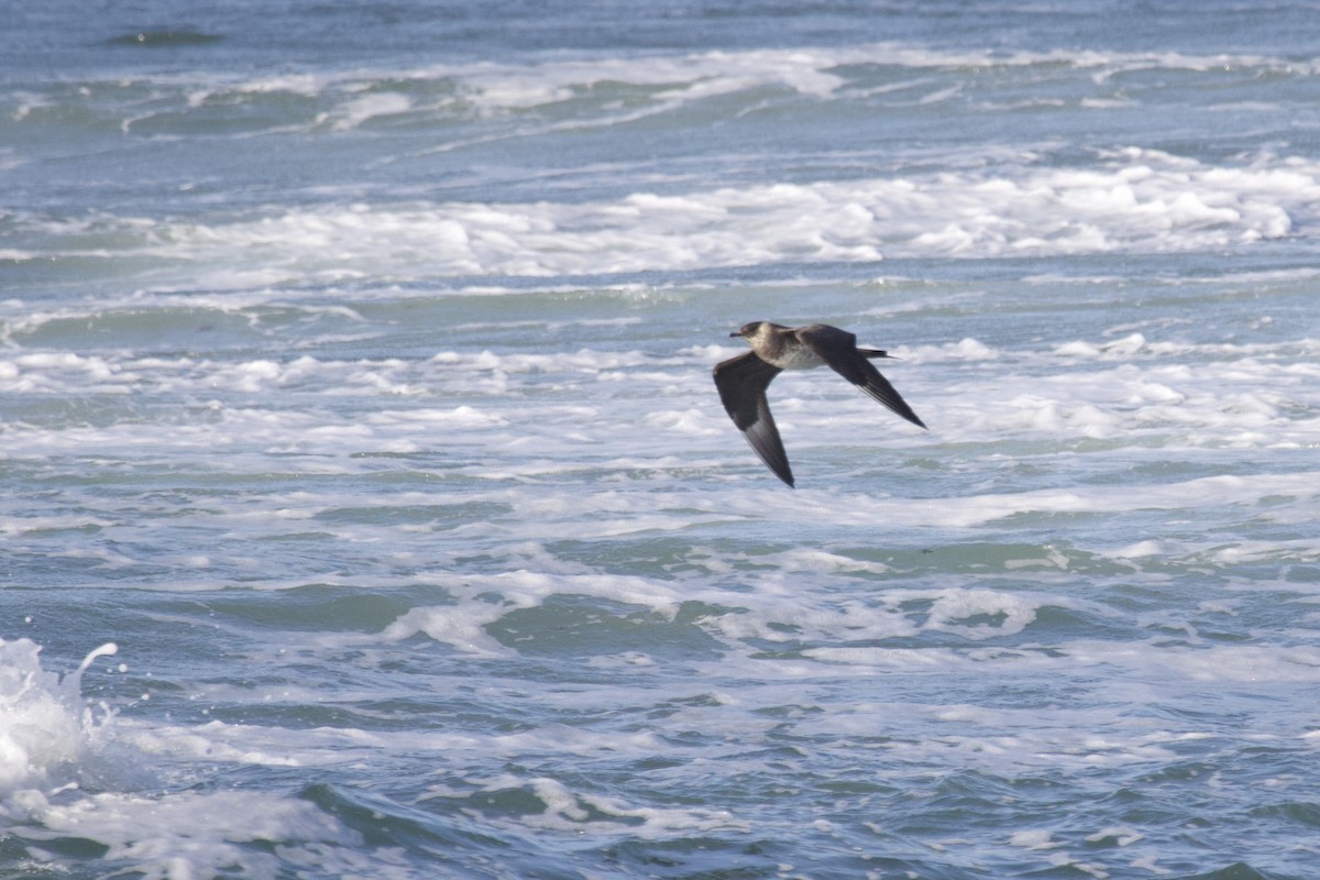 Годон хайлгана - ML638431155