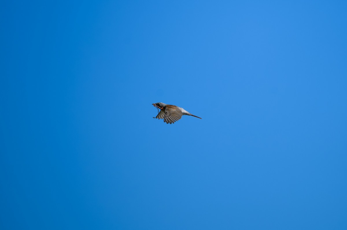 Fieldfare - ML638431189