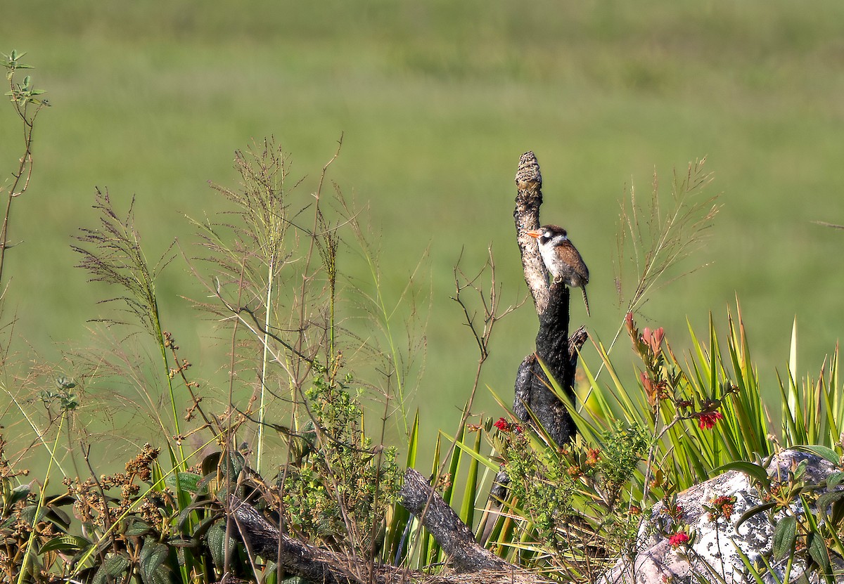 White-eared Puffbird - ML638431245