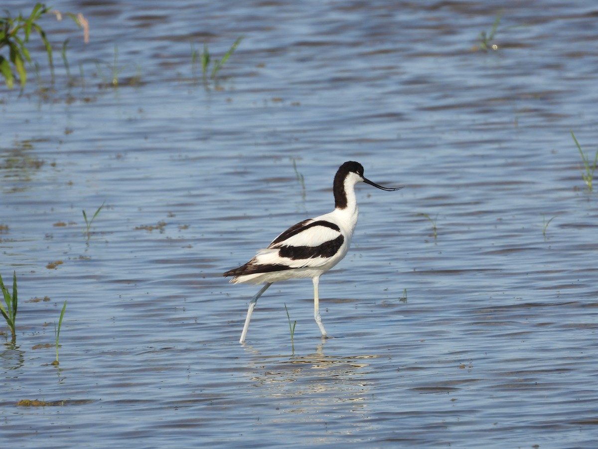 Pied Avocet - ML638431248