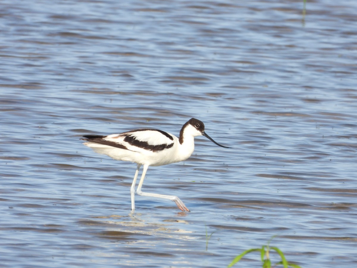 Pied Avocet - ML638431249
