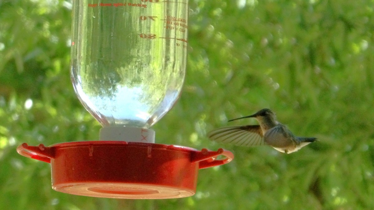 Broad-tailed Hummingbird - ML638431291