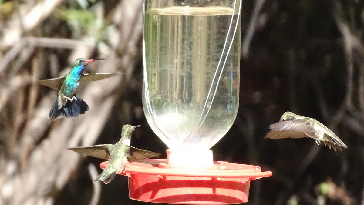 Broad-tailed Hummingbird - ML638431292
