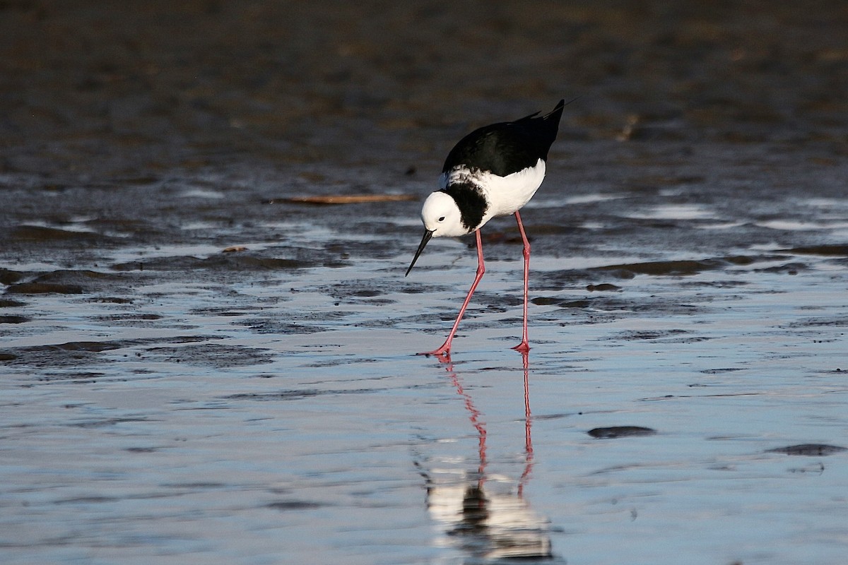 Pied Stilt - ML638431333