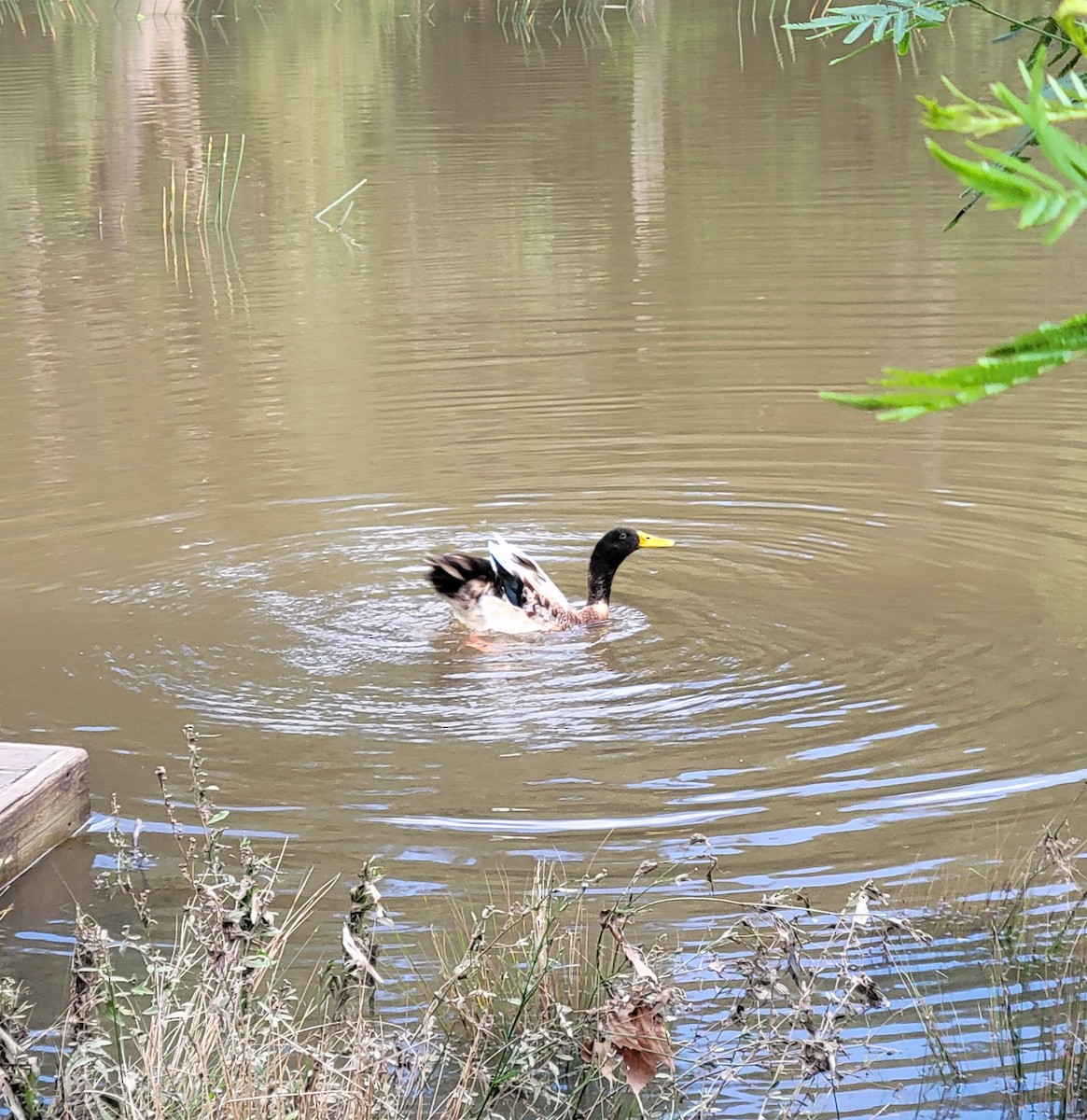 Mallard (Domestic type) - ML638431364