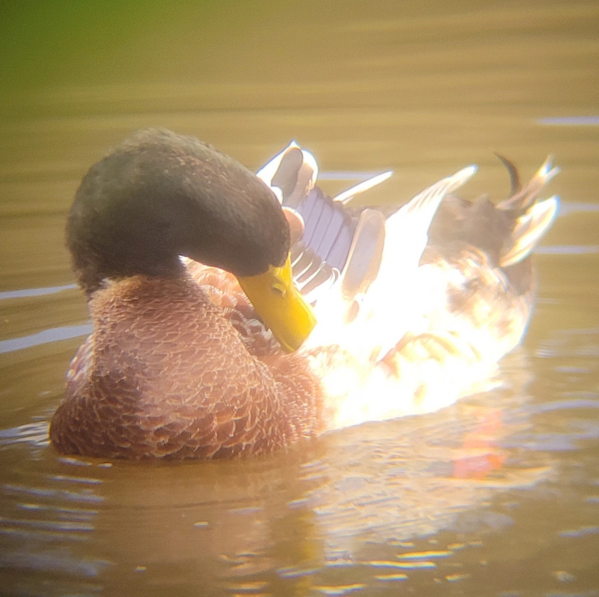 Mallard (Domestic type) - ML638431366
