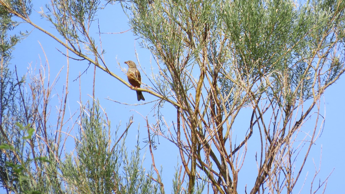 Ortolan Bunting - ML638431369