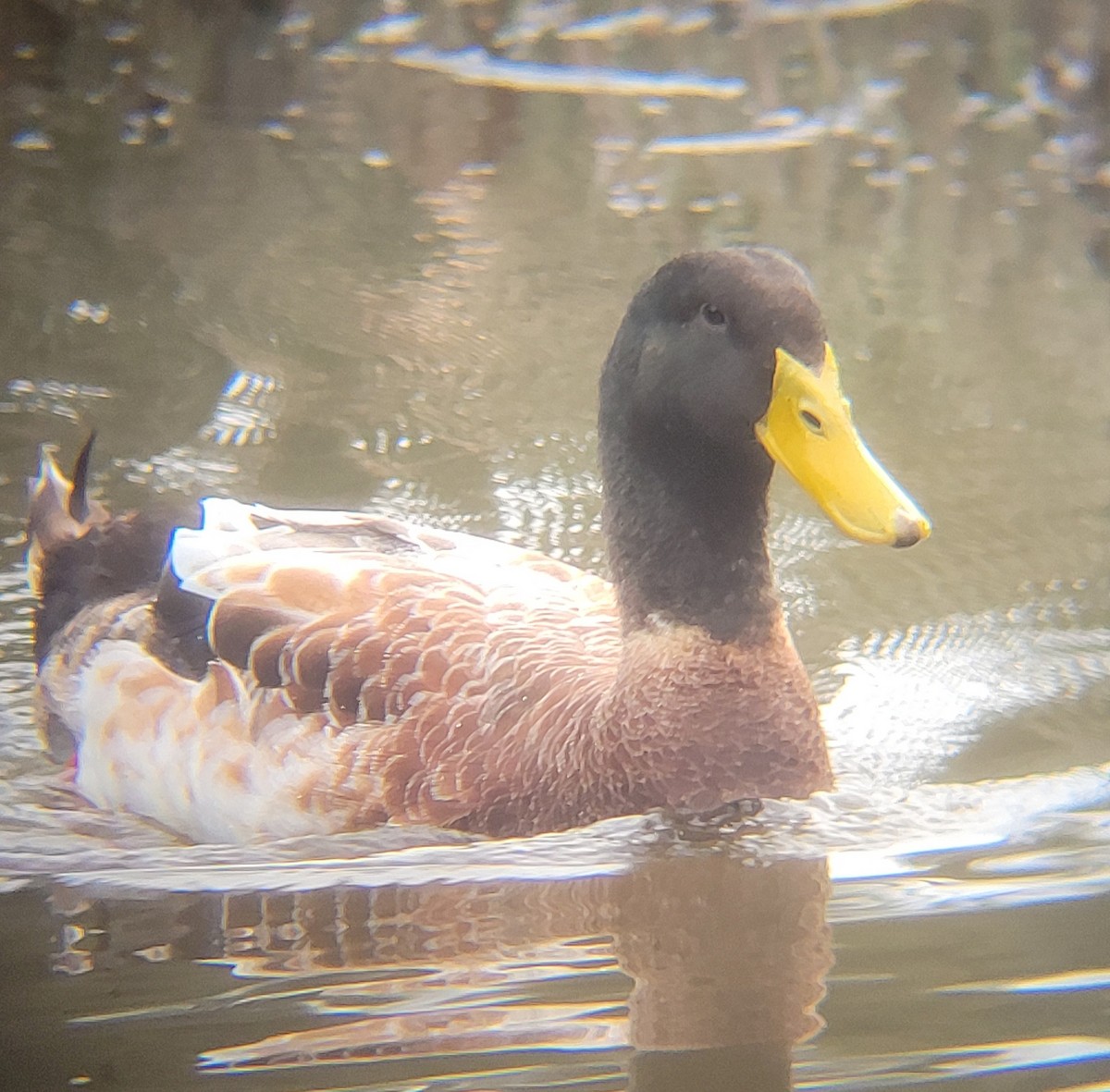 Mallard (Domestic type) - ML638431371