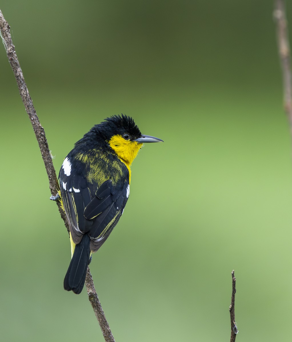Common Iora - ML638431390