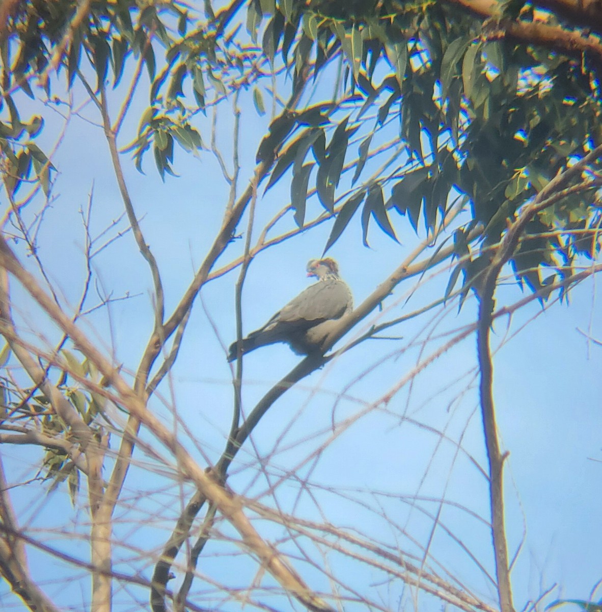 Topknot Pigeon - ML638431424