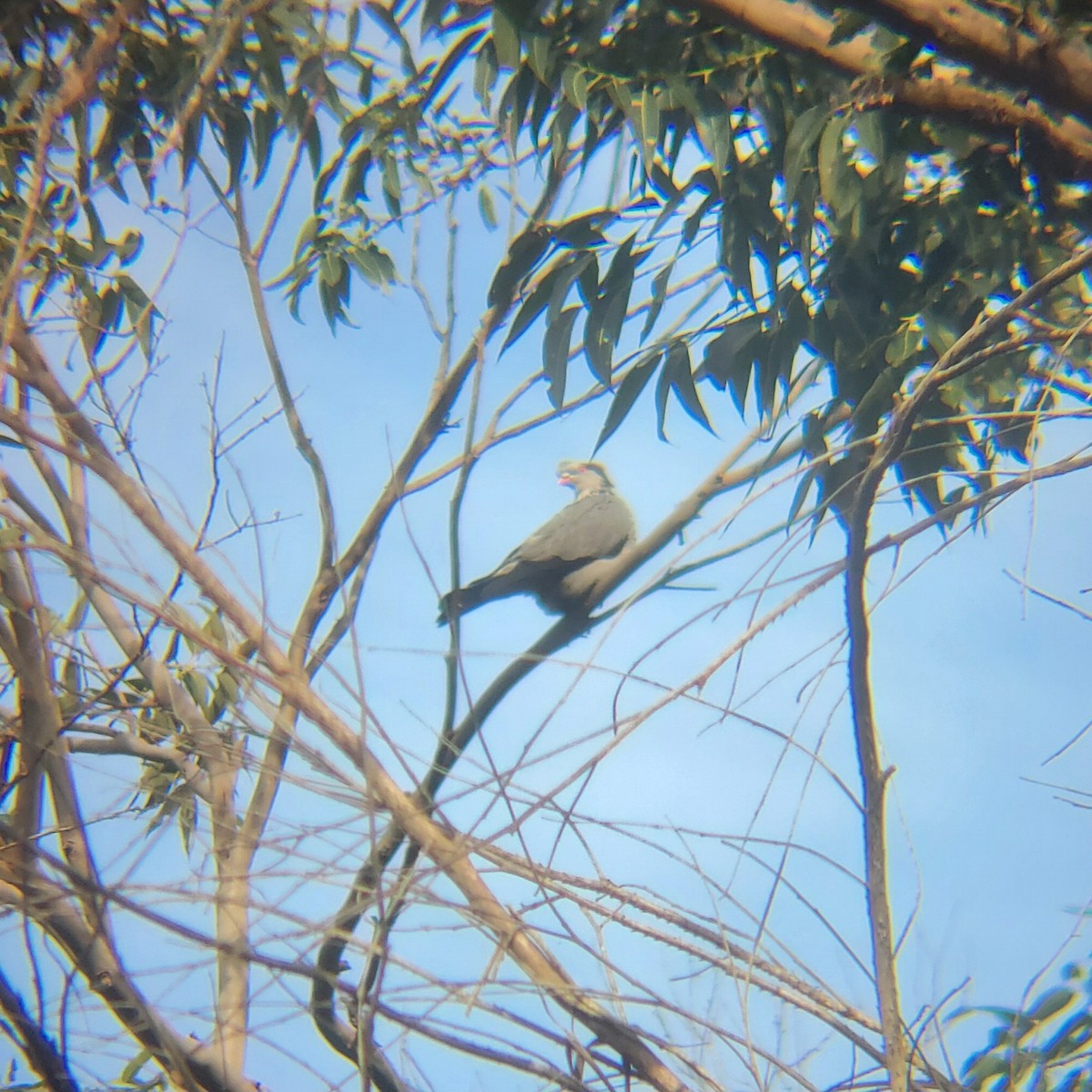 Topknot Pigeon - ML638431425