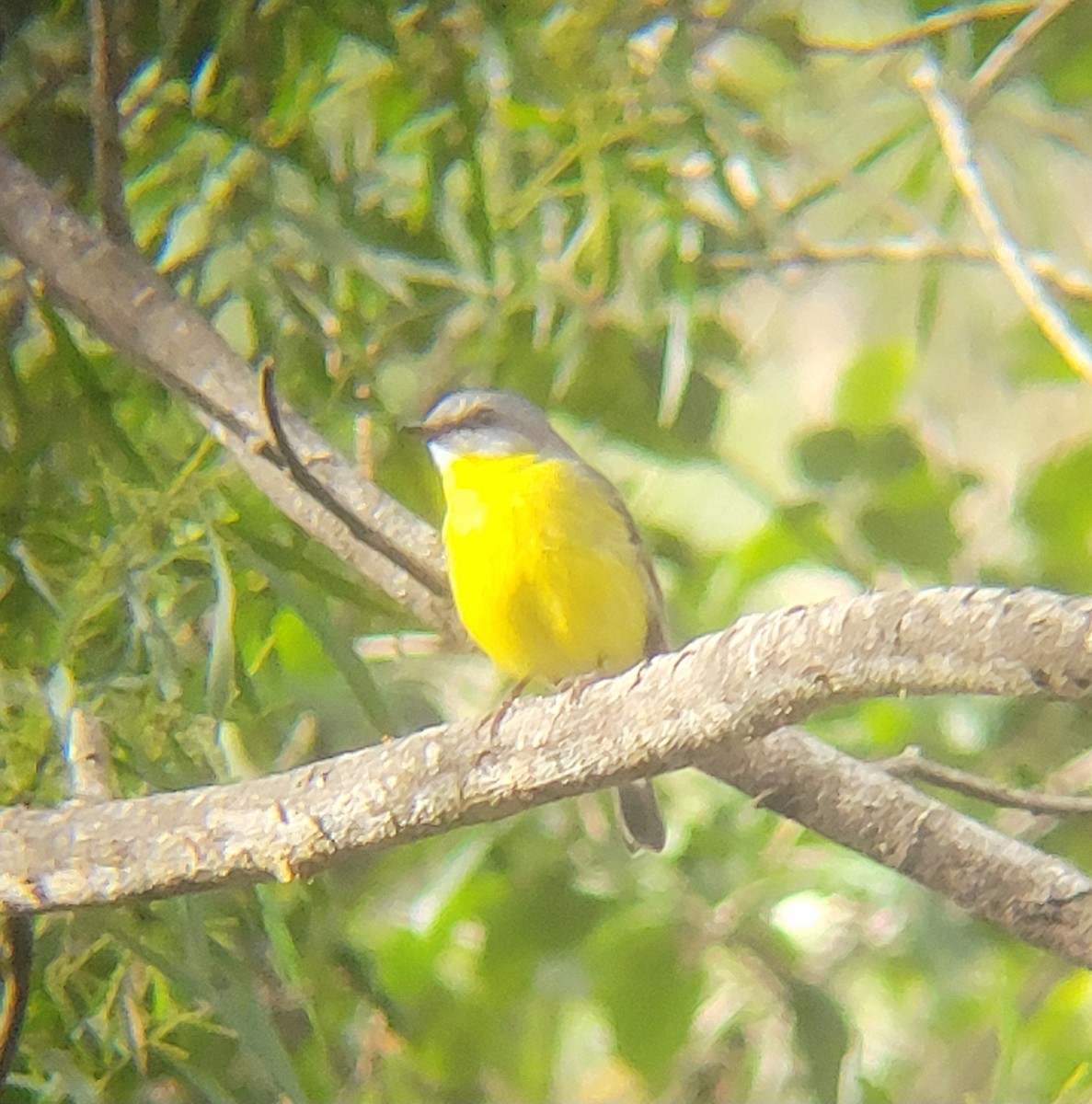 Eastern Yellow Robin - ML638431427