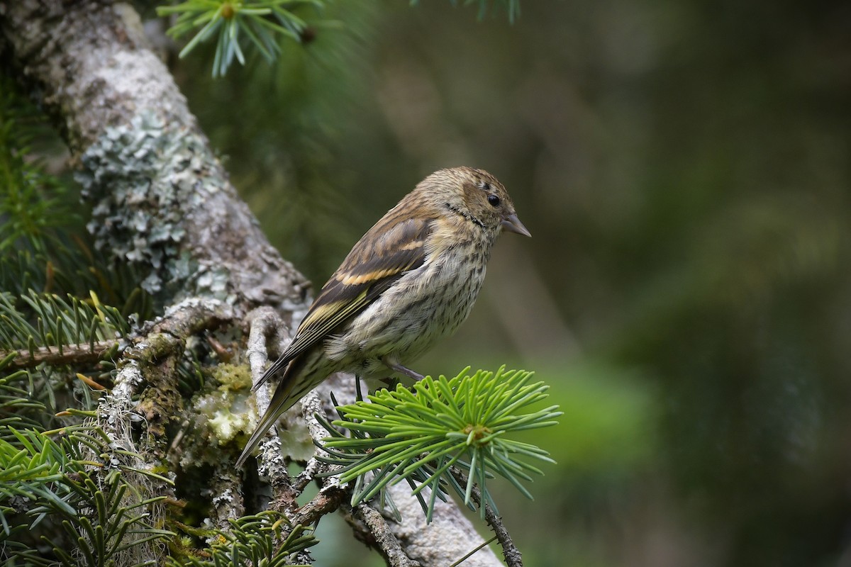 Pine Siskin - ML638431452