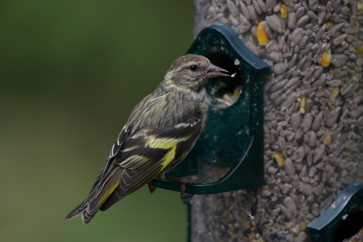 Pine Siskin - ML638431453
