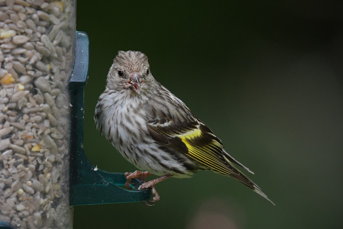Pine Siskin - ML638431454