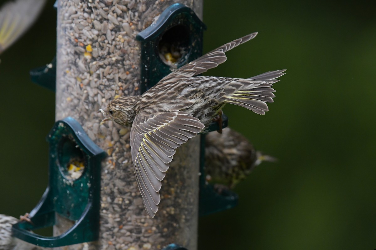 Pine Siskin - ML638431456