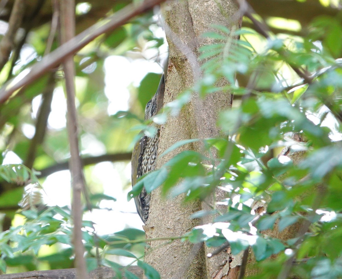 Streak-breasted Woodpecker - ML638431474