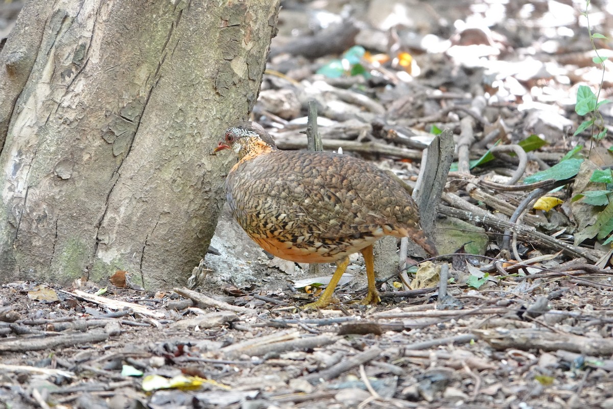 Scaly-breasted Partridge - ML638431486