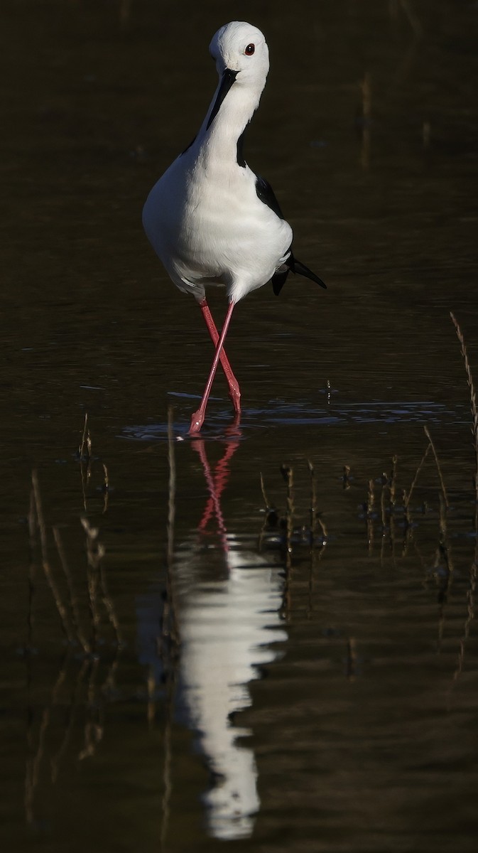 Pied Stilt - ML638431495