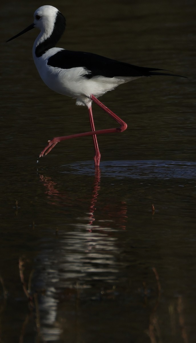 Pied Stilt - ML638431496