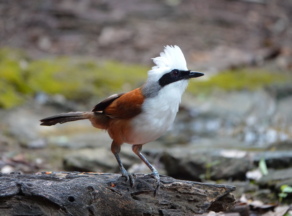 White-crested Laughingthrush - ML638431499