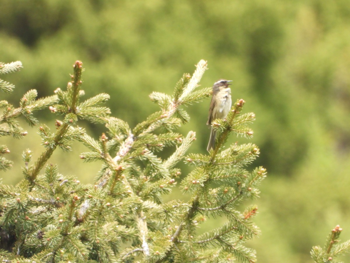 Black-throated Accentor - ML638431509
