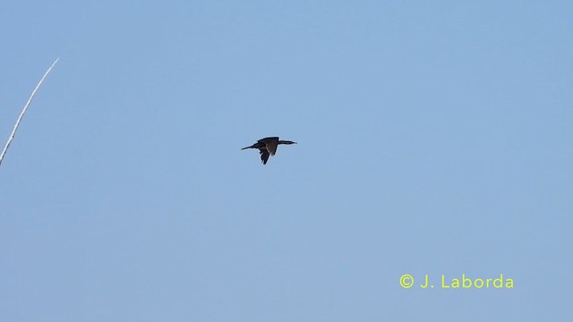 Great Cormorant - ML638431558