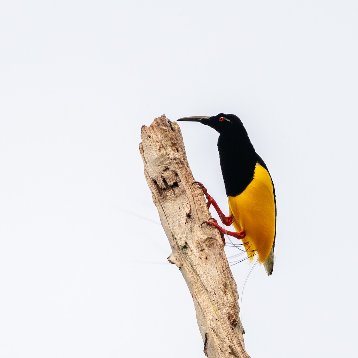 Twelve-wired Bird-of-Paradise - ML638431591