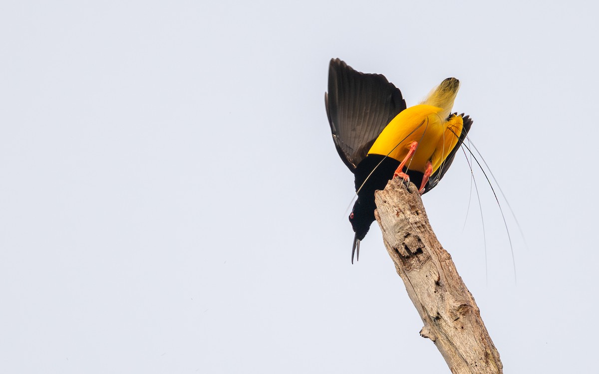 Twelve-wired Bird-of-Paradise - ML638431592