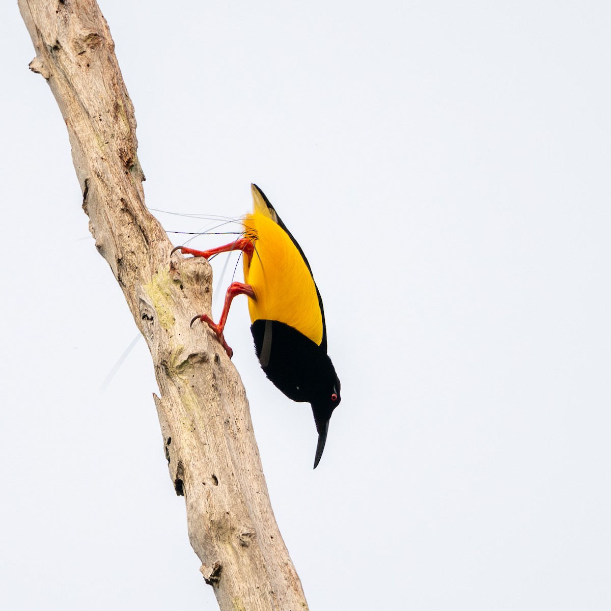Twelve-wired Bird-of-Paradise - ML638431593