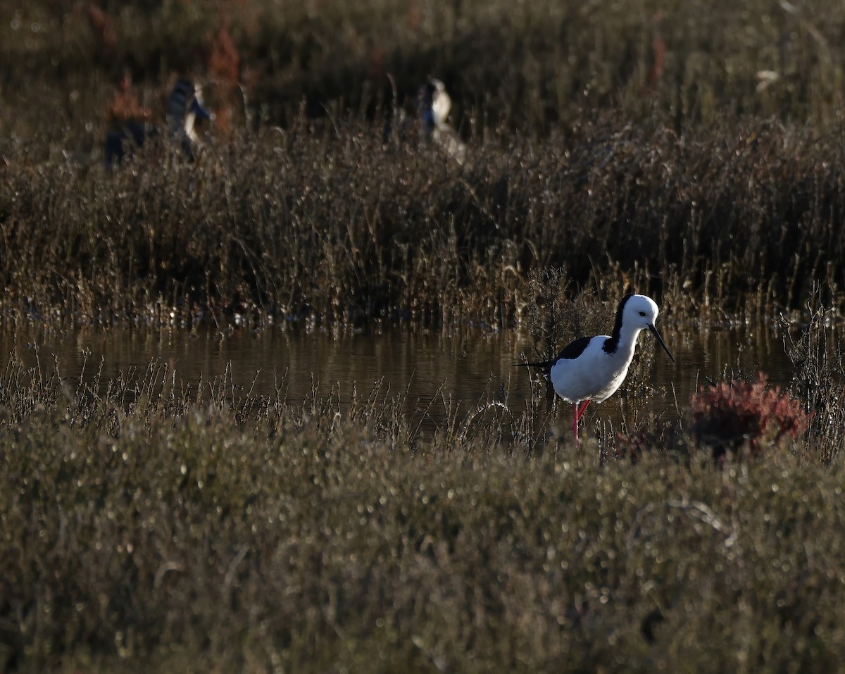 Pied Stilt - ML638431609
