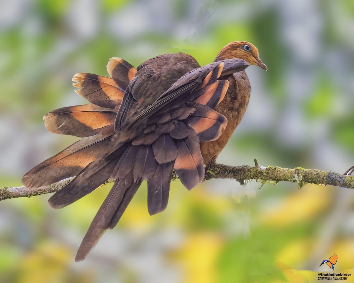 Little Cuckoo-Dove - ML638431633