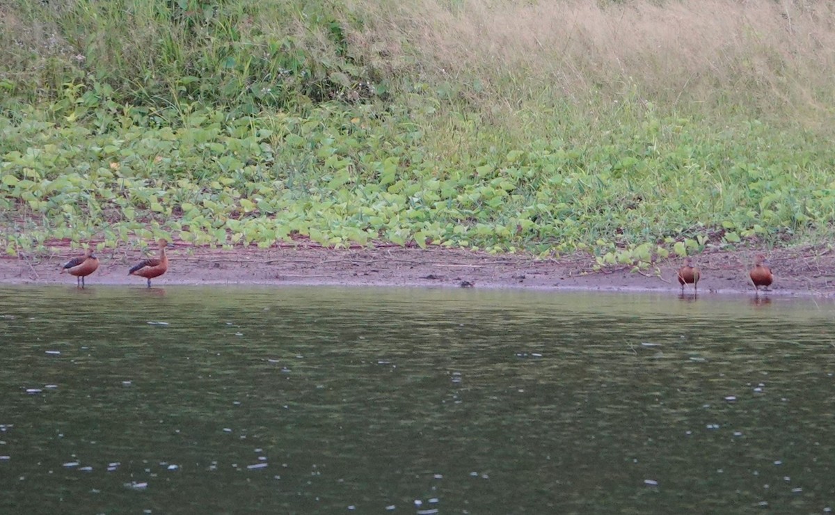 Lesser Whistling-Duck - ML638431634