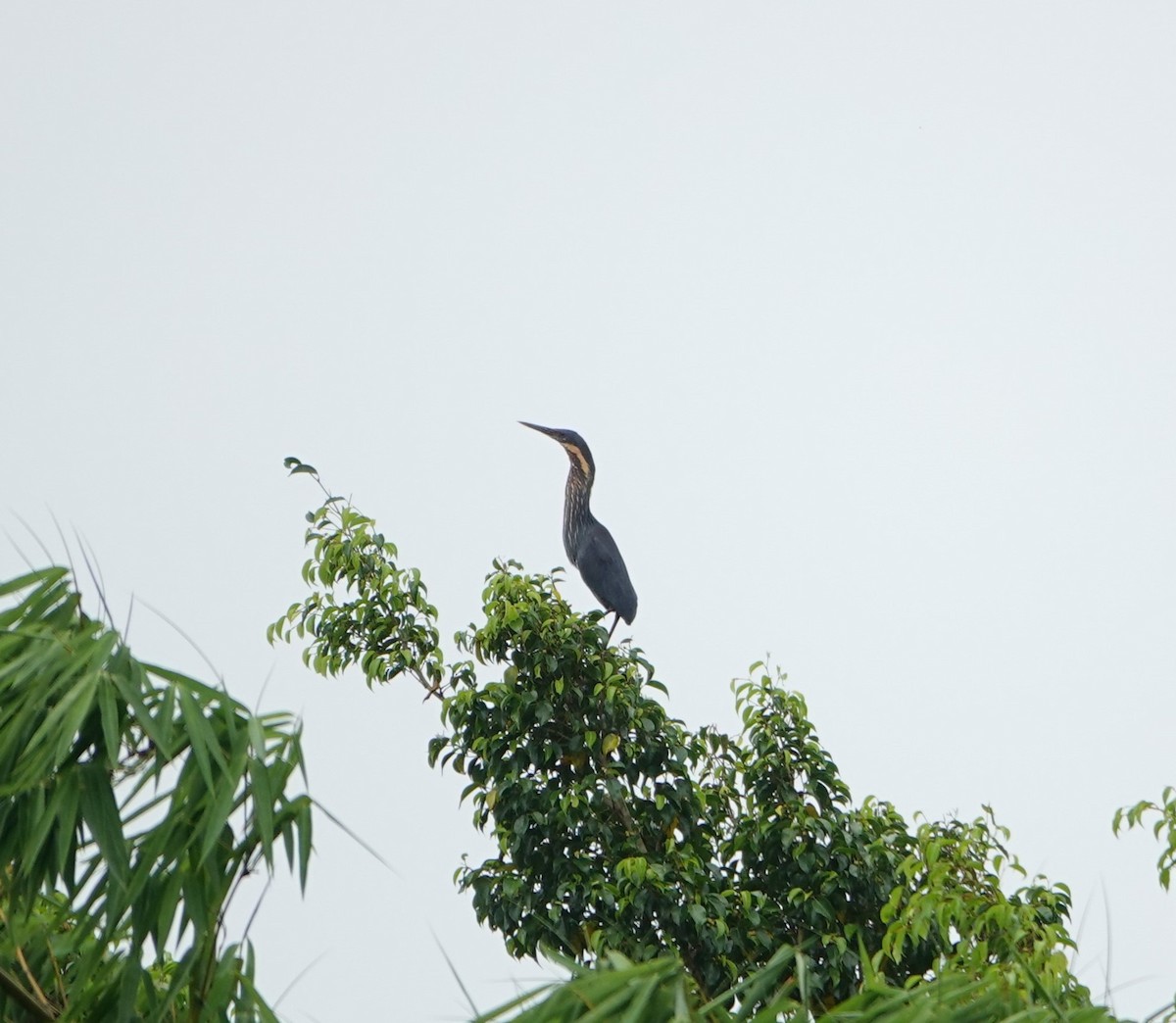 Black Bittern - ML638431643