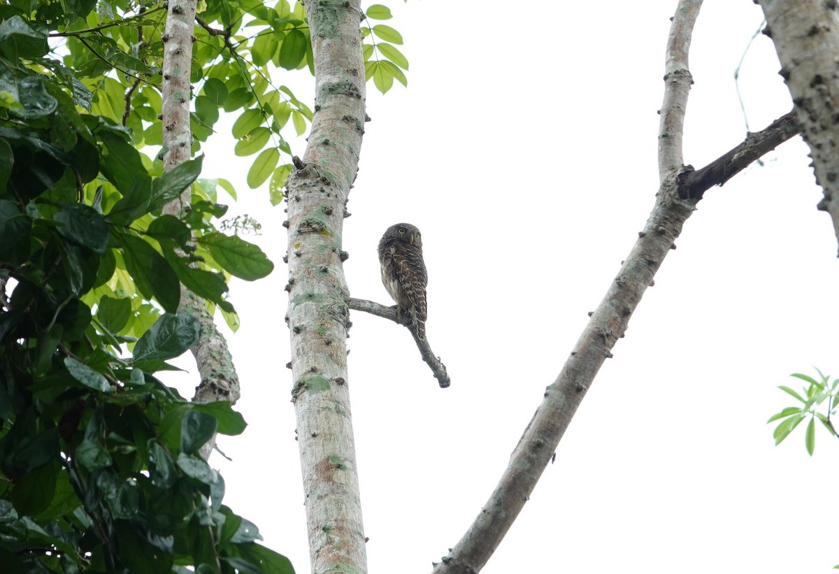 Asian Barred Owlet - ML638431646