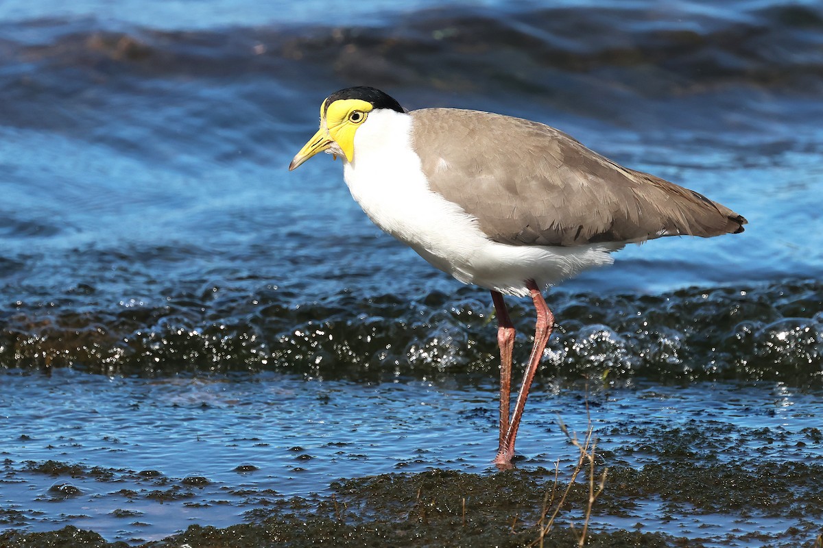 Masked Lapwing - ML638431652