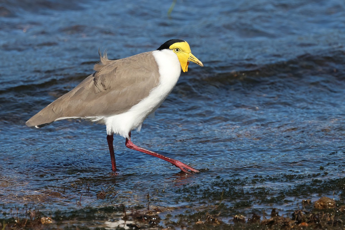 Masked Lapwing - ML638431653