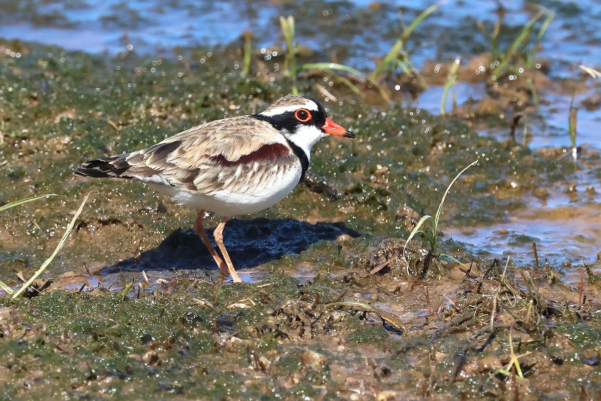 Black-fronted Dotterel - ML638431654
