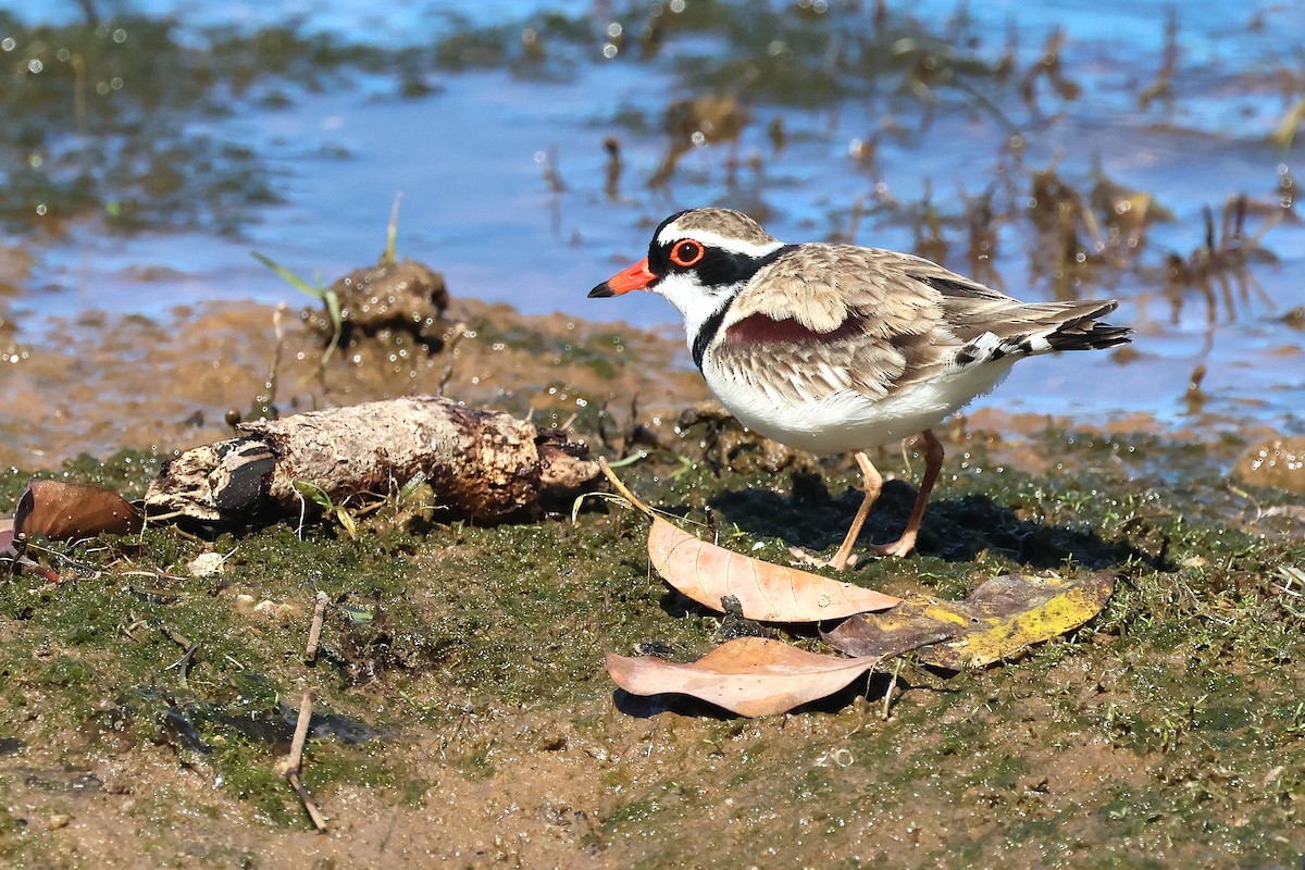 Black-fronted Dotterel - ML638431655