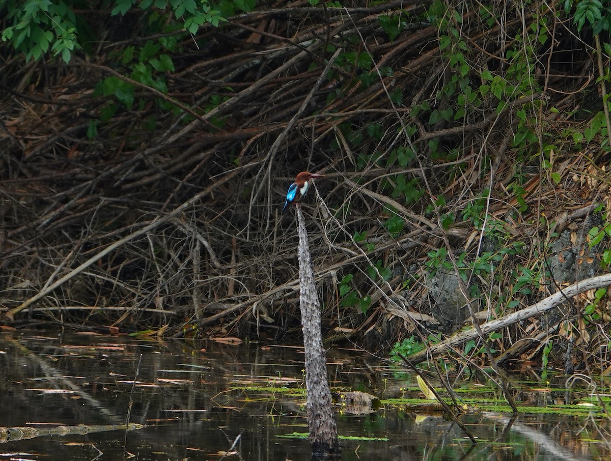 White-throated Kingfisher - ML638431660