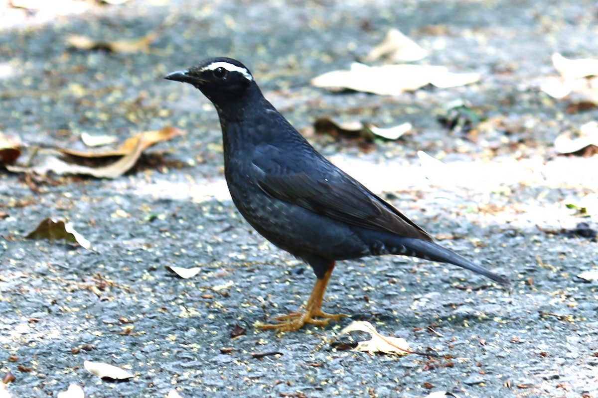 Шивэр хөөндэй - ML638431662