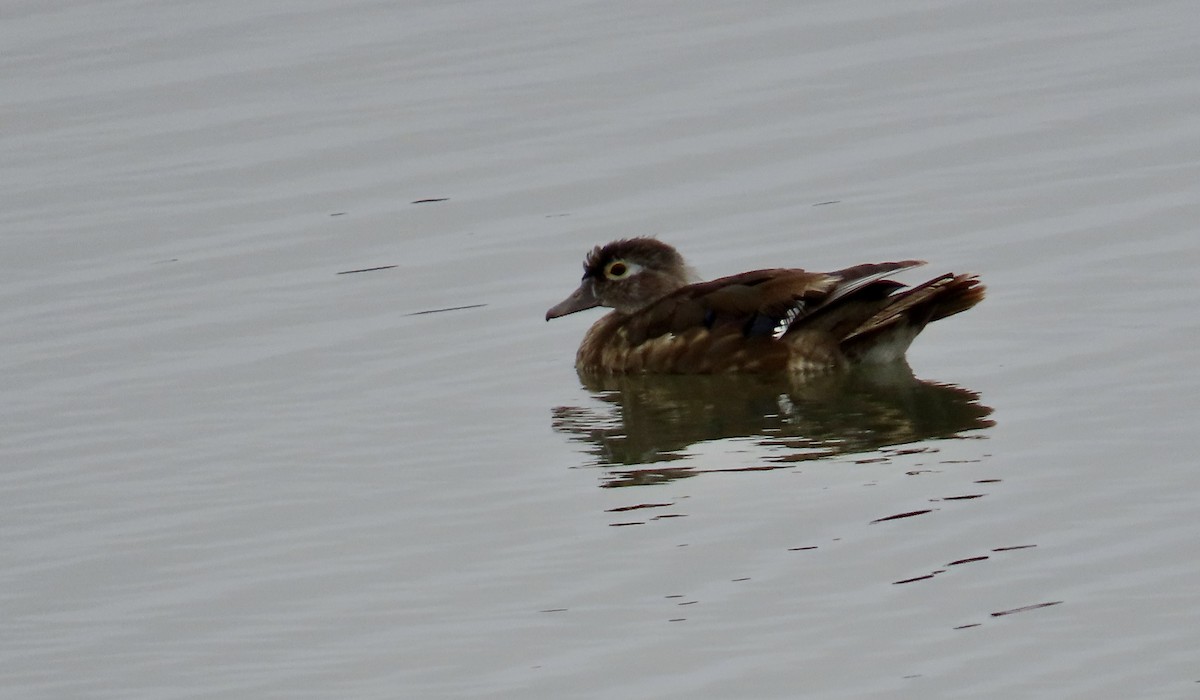 Wood Duck - ML638431663