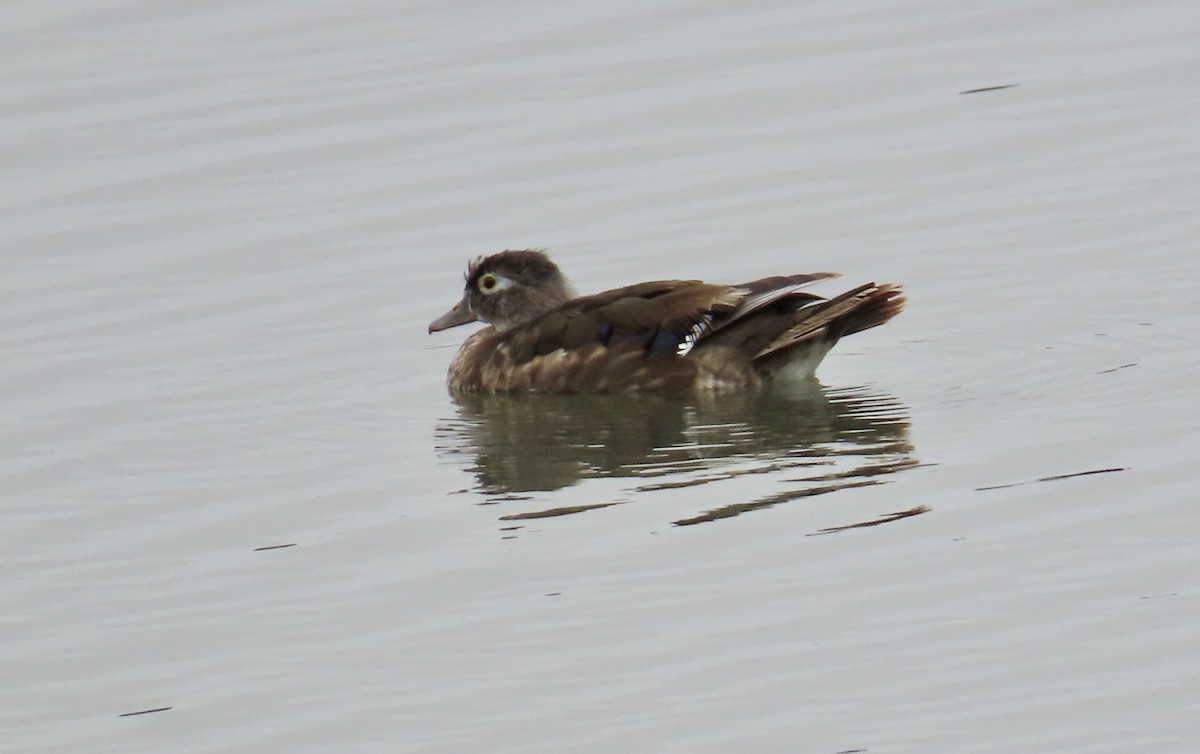 Wood Duck - ML638431664