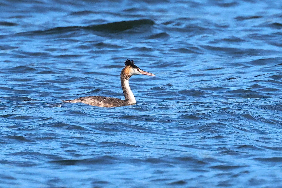 Great Crested Grebe - ML638431665