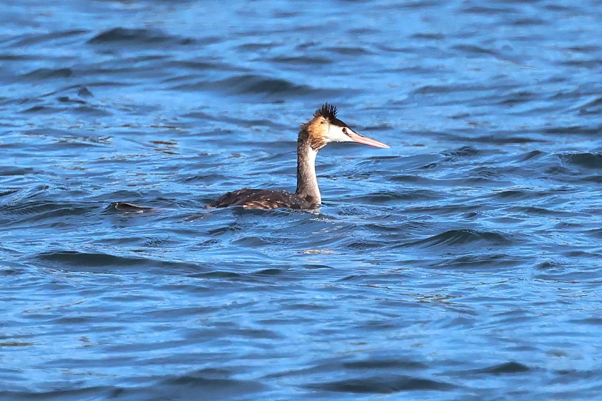 Great Crested Grebe - ML638431666