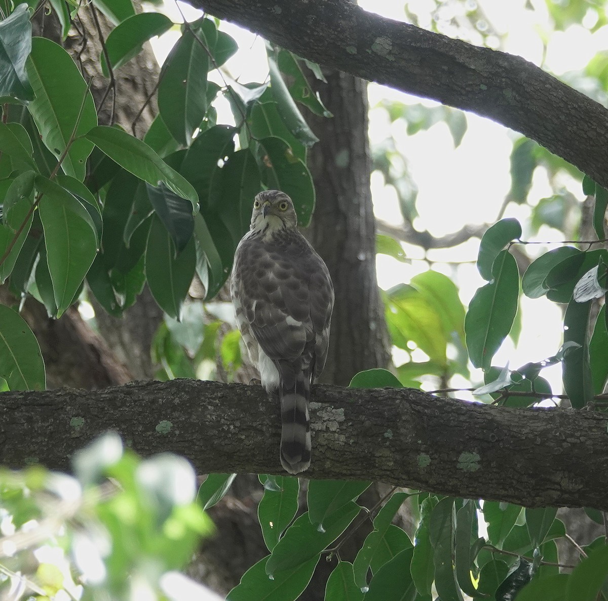 Crested Goshawk - ML638431667