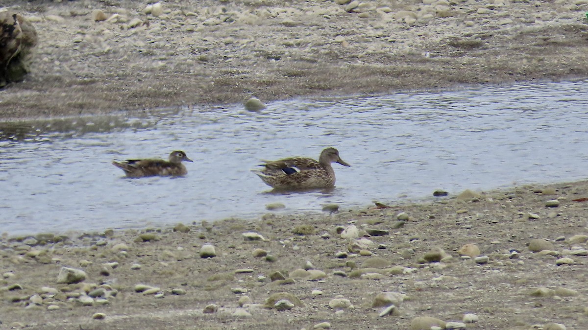 Mallard - ML638431669