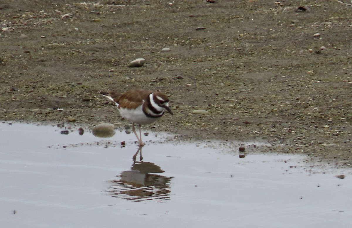 Killdeer - ML638431676